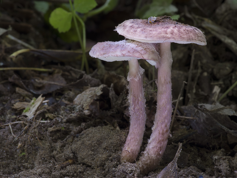 Lepiota fuscovinacea